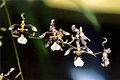 Thumbnail for version as of 14:09, 23 July 2007
