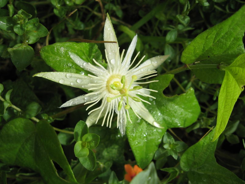 File:Passiflora capsularis flower.jpg