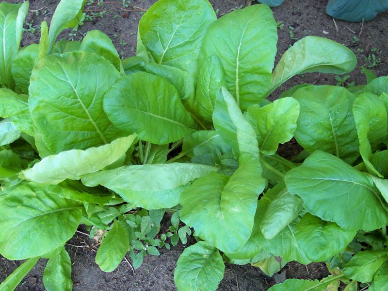 File:Tendergreen 3.jpg