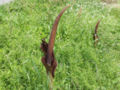 Amorphophallus konjac