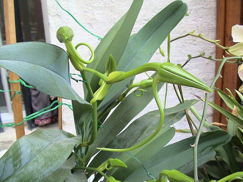 File:1024px-Angraecum sesquipedale01 .jpg
