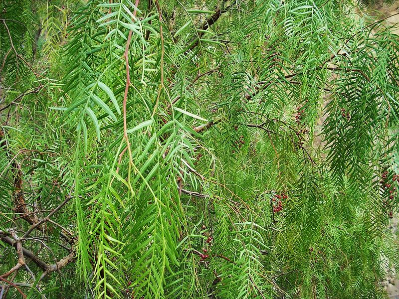File:1024px-Arequipa - Canyon del Colca 122 Schinus molle 2.JPG