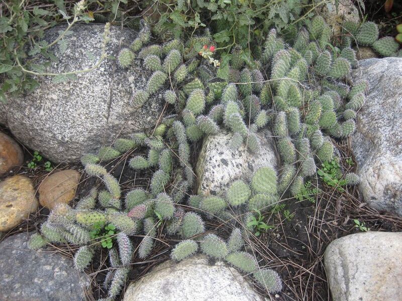 File:1024px-IMG 2263 hunt0903.jpg