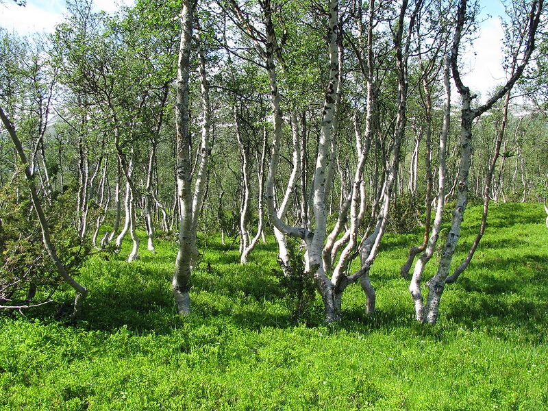 File:1024px-Mountain-birch-Trollheimen.jpg