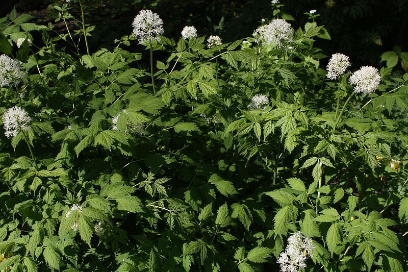 File:1280px-Actaea rubra Lännenkonnanmarja C IMG 3356.JPG