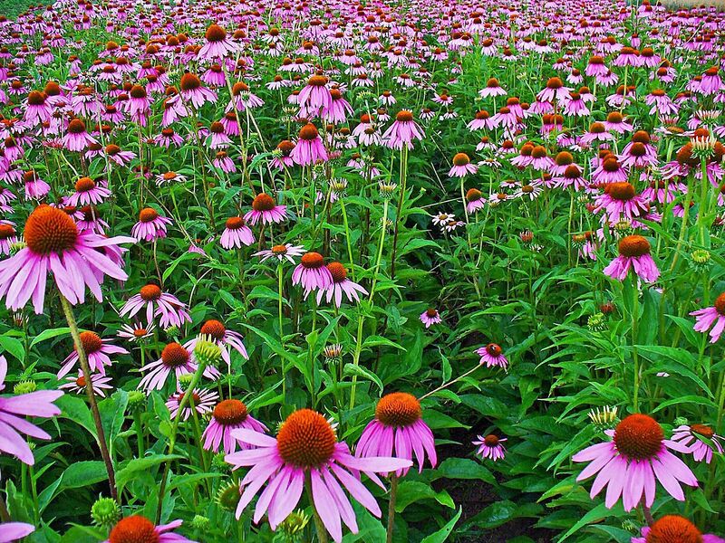 File:1280px-Echinacea purpurea 001.JPG
