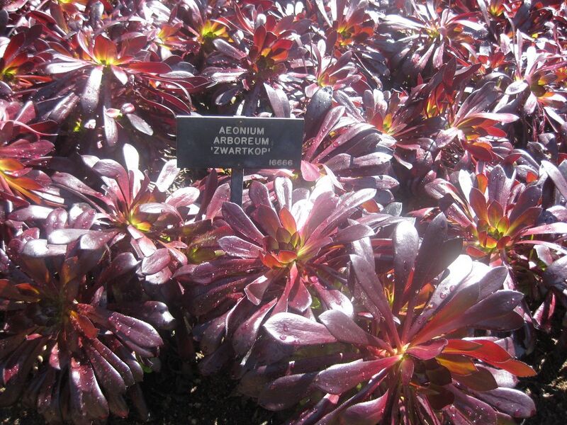 File:1280px-IMG 2130 hunt0903.jpg