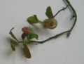 Thumbnail for version as of 09:45, 29 April 2025