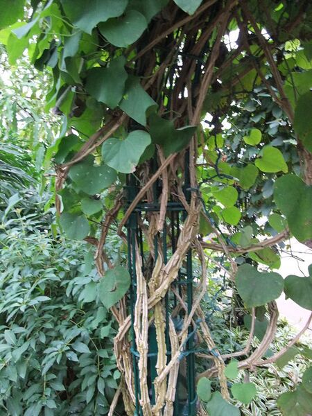 File:576px-AristolochiaGiganteaVine.jpg