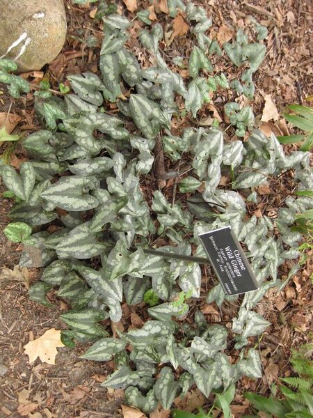 File:576px-IMG 1448 bbg09.jpg