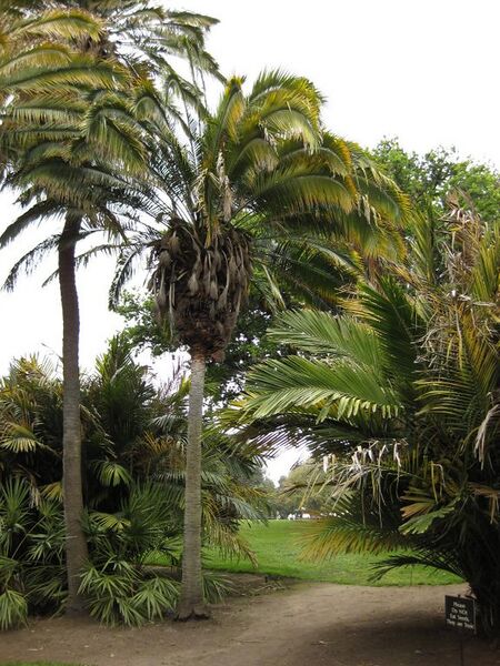 File:576px-IMG 3886 hunt0904.jpg