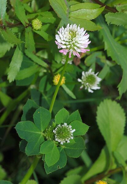 File:707px-Trifolium April 2010-2.jpg