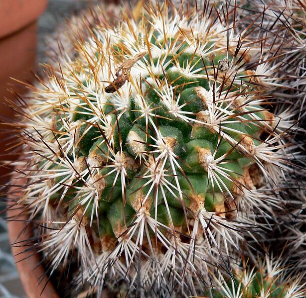 File:787px-Gymnocactus horripilus 2.jpg