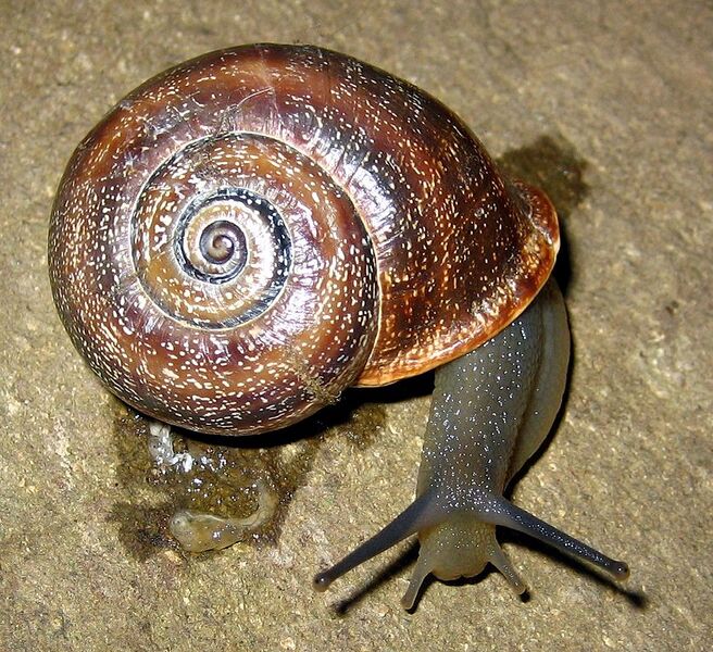 File:840px-Otala punctata2.jpg