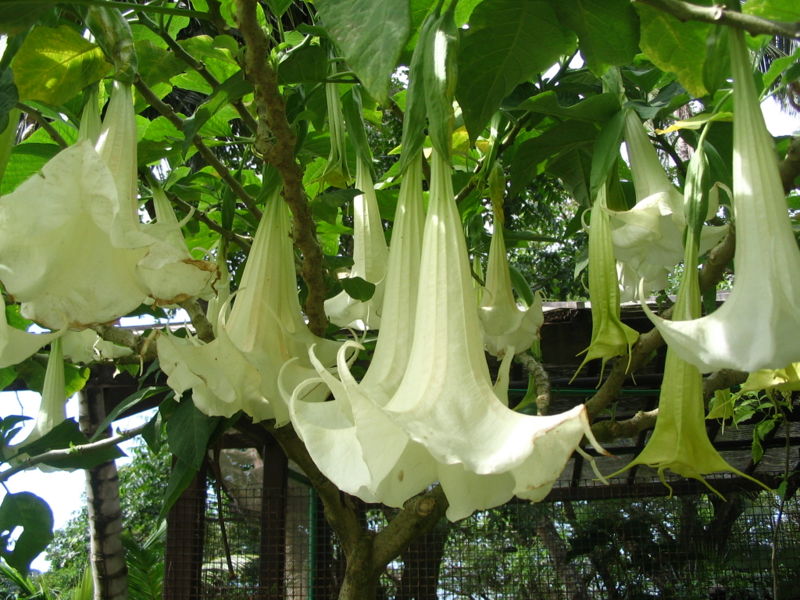 File:Brugmansia-6175.jpg