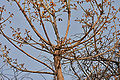 young leaves in Shamirpet, Rangareddy district, Andhra Pradesh, India.