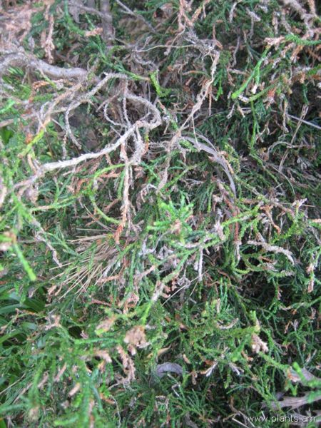File:Chamaecyparis obtusa-coralliformis-IMG 7592 sfbg0308.jpg
