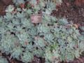 Echeveria pumila