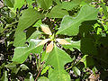 Painted Euphorbia Euphorbia heterophylla