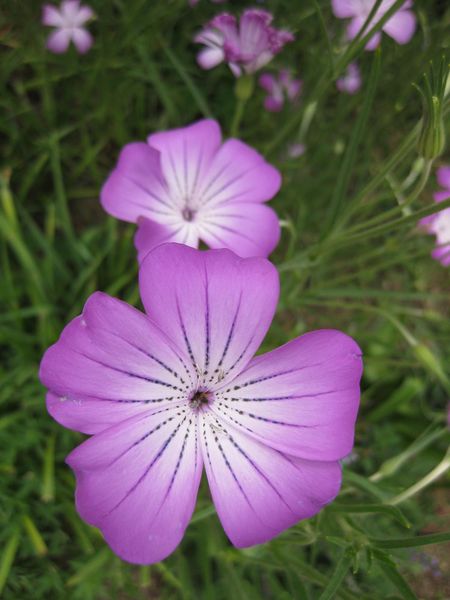 File:IMG 5182 hunt0904.jpg