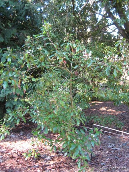 File:Luculia sp.-IMG 7686 sfbg0308.jpg