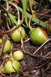 Mandragore officinale fruits