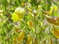 Ononis natrix, flowers and foliage
