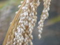 Thumbnail for version as of 06:55, 14 July 2007