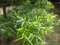 podocarpus elatus