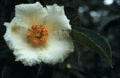 Stuartia ovata (Cav.) Weath