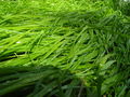 Thumbnail for version as of 04:55, 29 October 2007