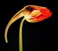 Flower cut through to show structure