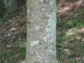 Thumbnail for version as of 09:53, 29 April 2025