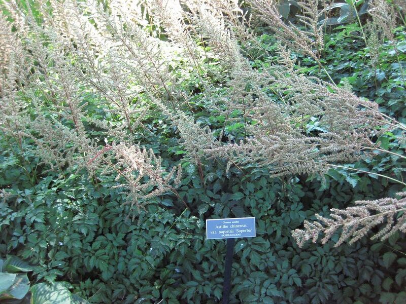 File:1024px-IMG 0215 nybg09.jpg