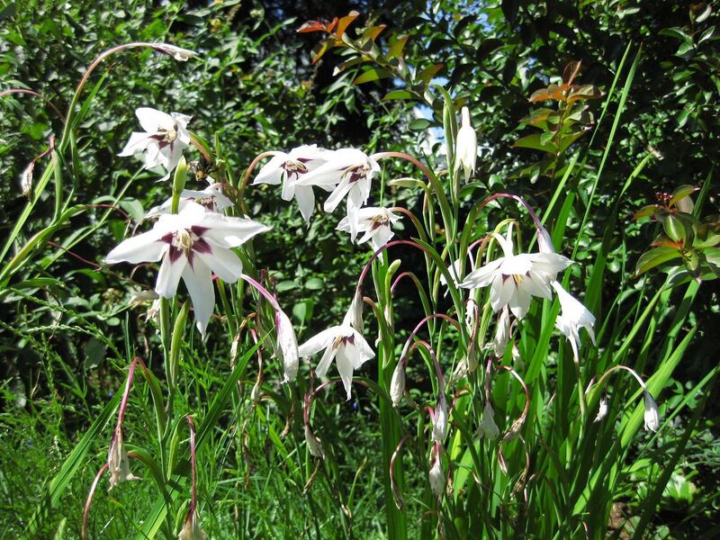 File:1280px-IMG 0321 nybg09.jpg