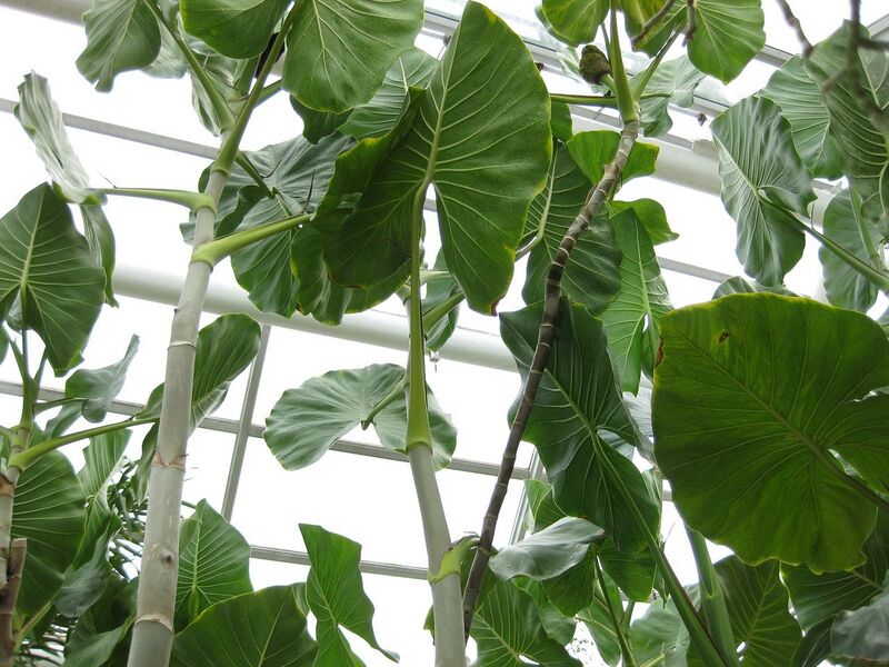 File:1280px-IMG 1008 bbg09.jpg