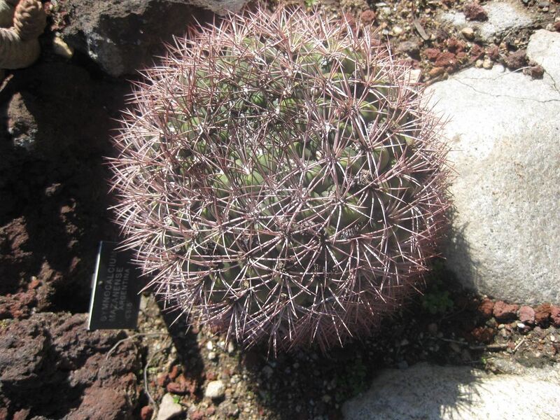 File:1280px-IMG 2484 hunt0903.jpg