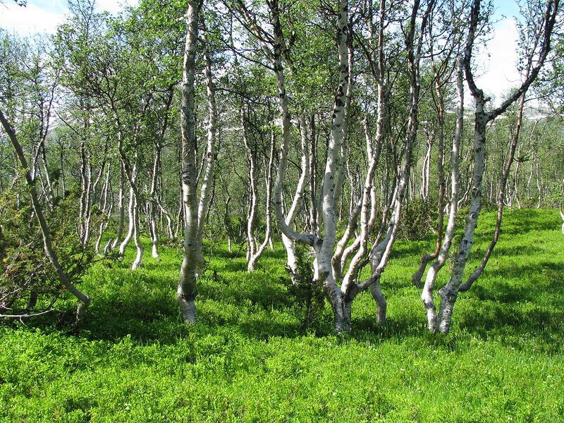 File:1280px-Mountain-birch-Trollheimen.jpg