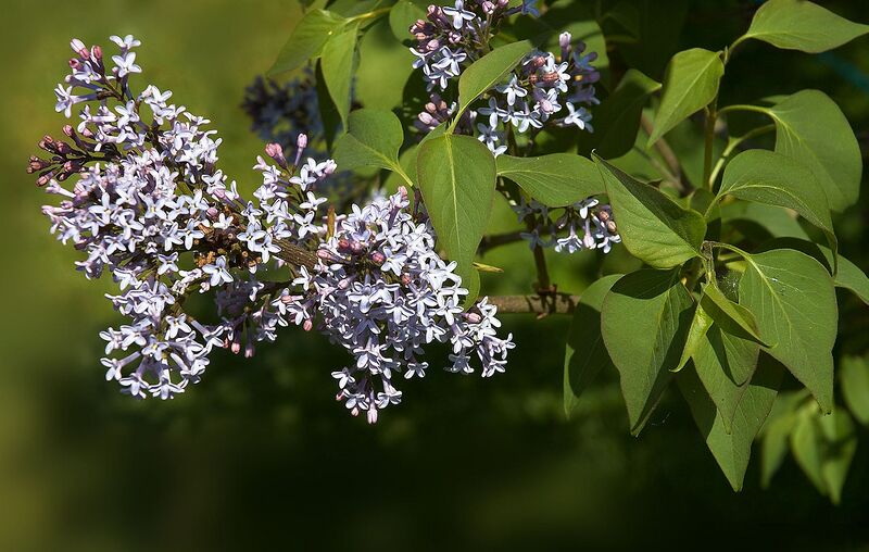 File:1280px-Syringa reflexa A.jpg