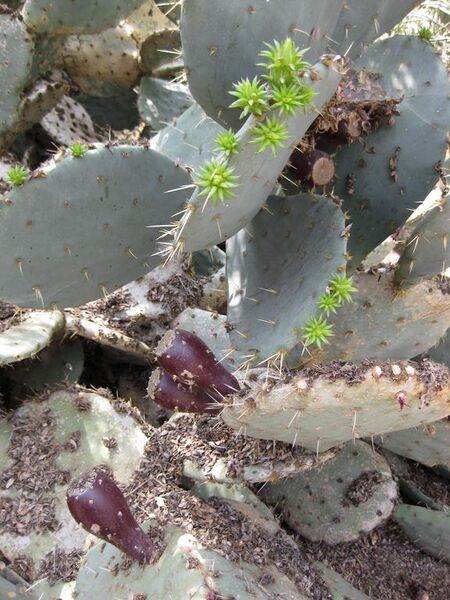 File:576px-IMG 4421 hunt0904.jpg