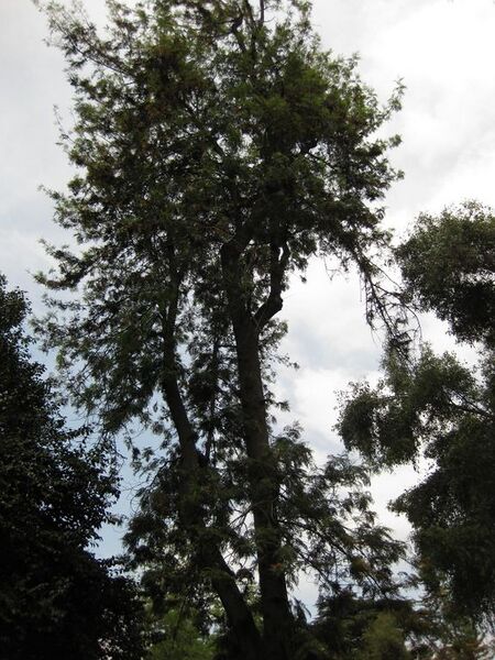 File:576px-IMG 7293 hunt09jun.jpg