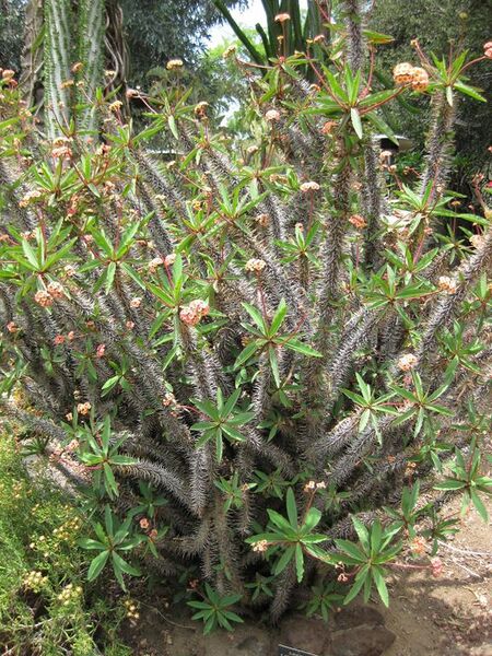 File:576px-IMG 7492 hunt09jun.jpg