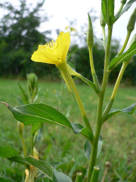 File:768px-Oenothera biennis 20050825 942.jpg