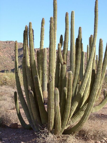 File:768px-Organ pipe cactus.jpg