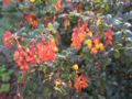 Berberis darwinii