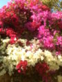 Three colors of bougainvillea adorn a fence in Los Angeles