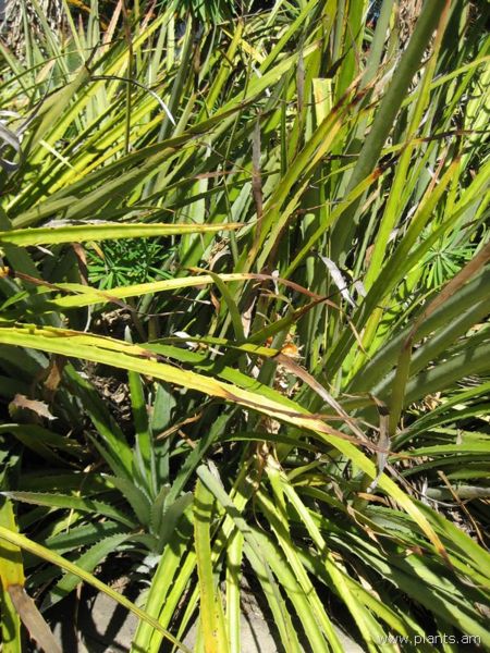 File:Bromelia balansae-heart of flame-IMG 0280 hunt07.jpg