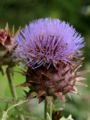 Bracts Modified leaves which form an involucre surrounding the base of a flower.