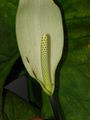 Thumbnail for version as of 16:44, 18 April 2010