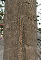 trunk in Kolkata, West Bengal, India.